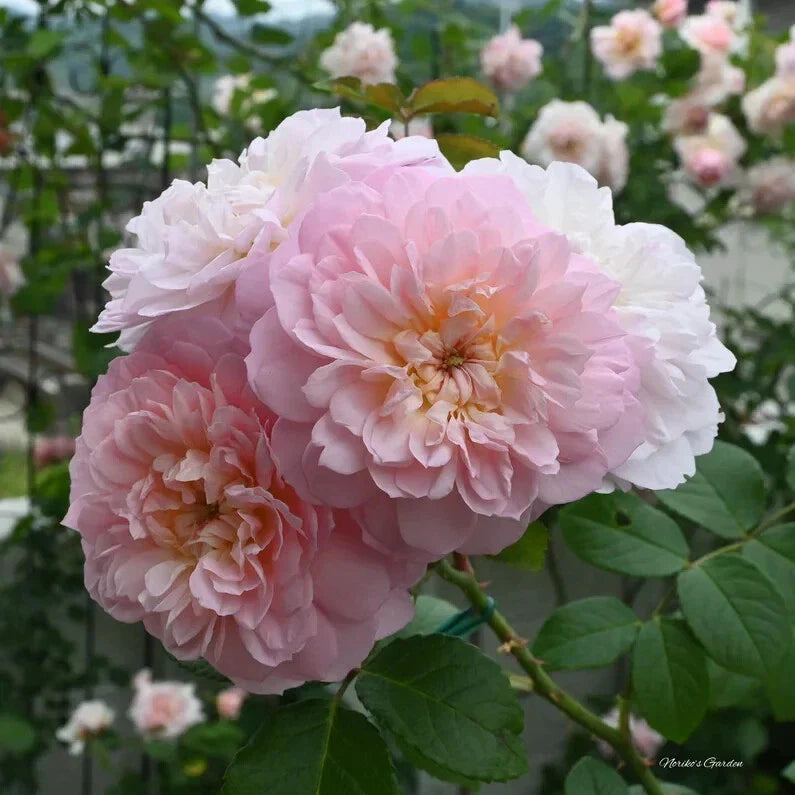 David Austin ELIZABETH Live Rose Cuttings 5-8" Long, 3 Stems, Rosa 'Elizabeth'