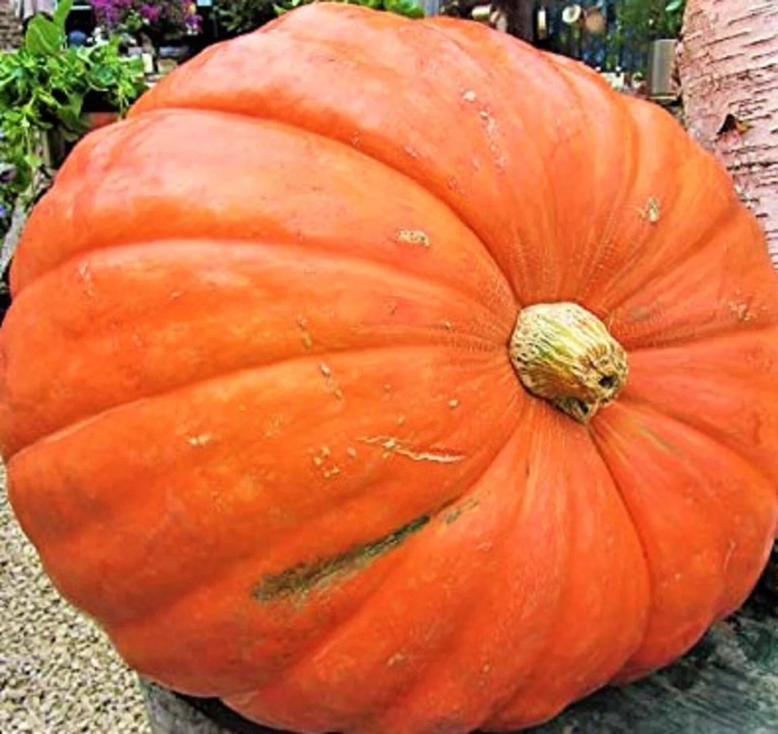 Big Max Pumpkin Seeds - 5 Non-GMO Cucurbita maxima for Home Garden, Giant Pumpkins, Carving & Fall Decor