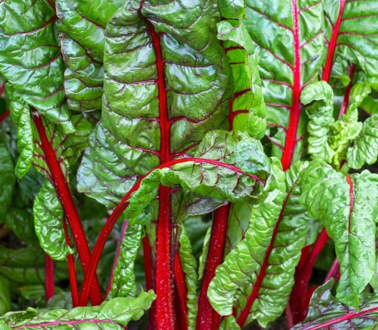 Ruby Red Swiss Chard Seeds - Heat Tolerant Salad Greens, Non-GMO, Easy to Grow