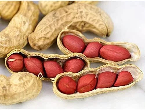 Tennessee Red Peanut Seeds - Non-GMO Arachis hypogaea 20 Seeds Packet for Home Garden, Bush-Type, Reddish-Brown Skins