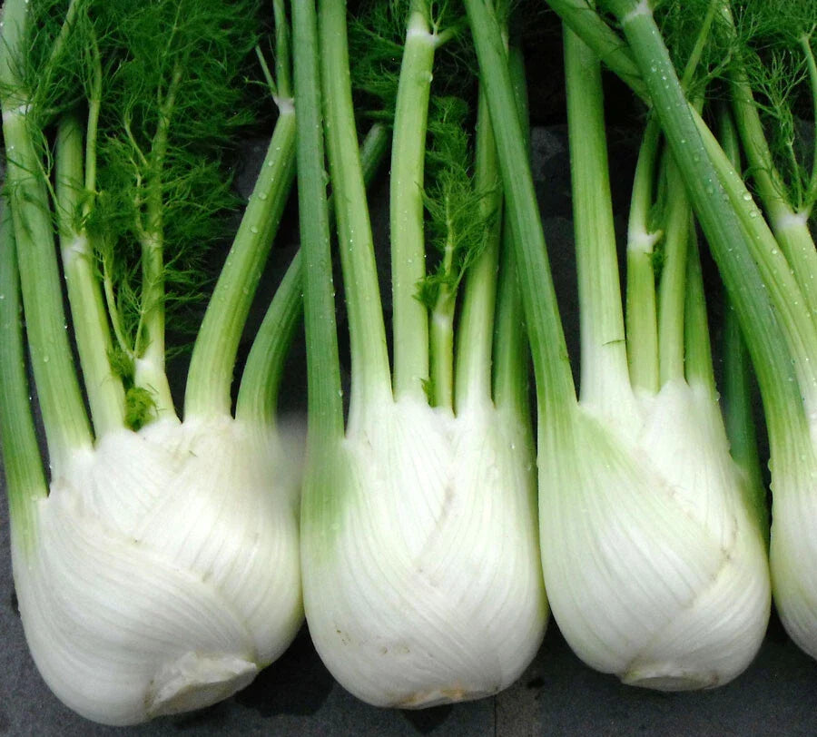 Florence Fennel Seeds for Microgreens - 100+ Seeds - Foeniculum vulgare var. dulce