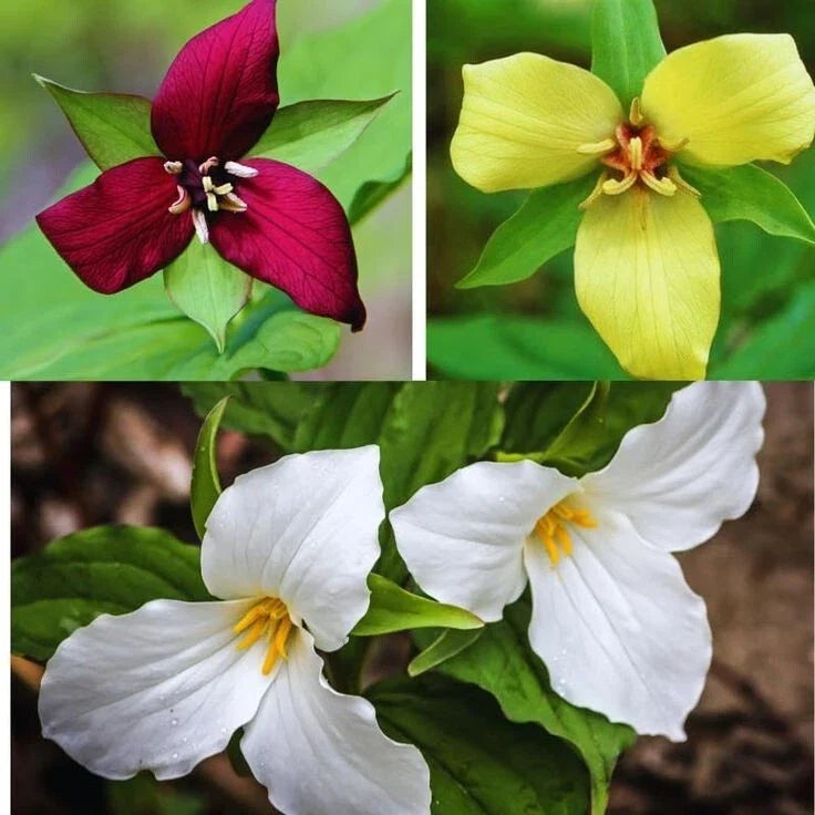 Trillium Erectum Bulbs - Mixed Colors, Native North American Herbaceous Perennial Wildflower