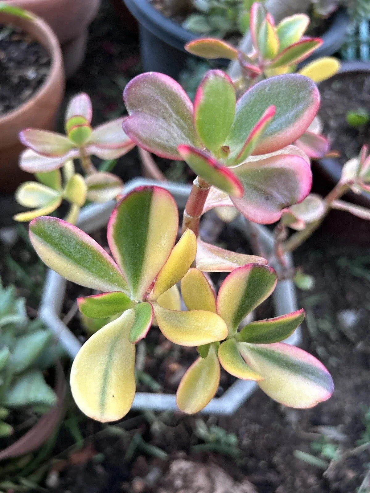 Rainbow Jade Cuttings - Crassula Ovata Siempre Viva - Rare Money Tree Plant with Colorful Foliage