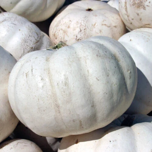 Lumina Pumpkin Seeds - 25+ Pack for Gardening, White Cucurbita pepo, Annual Vining Plant, Non-GMO, USA