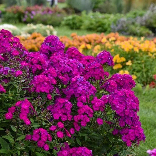 Ultraviolet Phlox Seeds - Perennial Flower Seeds for Borders & Containers - Phlox paniculata - Butterfly Attracting, Non-GMO, 50 Seeds