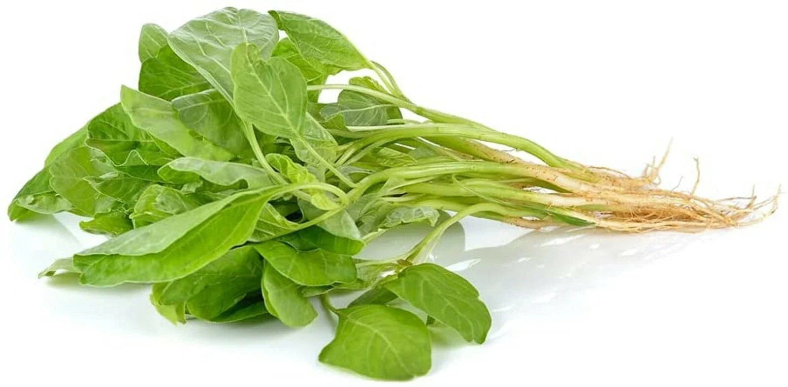 Green Amaranth Spinach Seeds - Edible Vegetable Seeds for Home Garden - Amaranthus viridis - 100+ Seeds