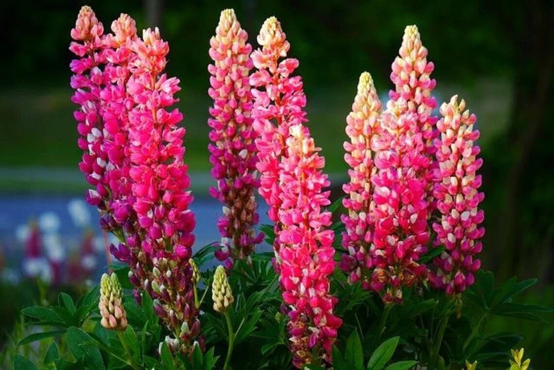 Lupine Seeds - 25 Pink, Purple, Orange Perennial Flower Seeds - Lupinus polyphyllus for Garden, Borders, Pollinator Attraction