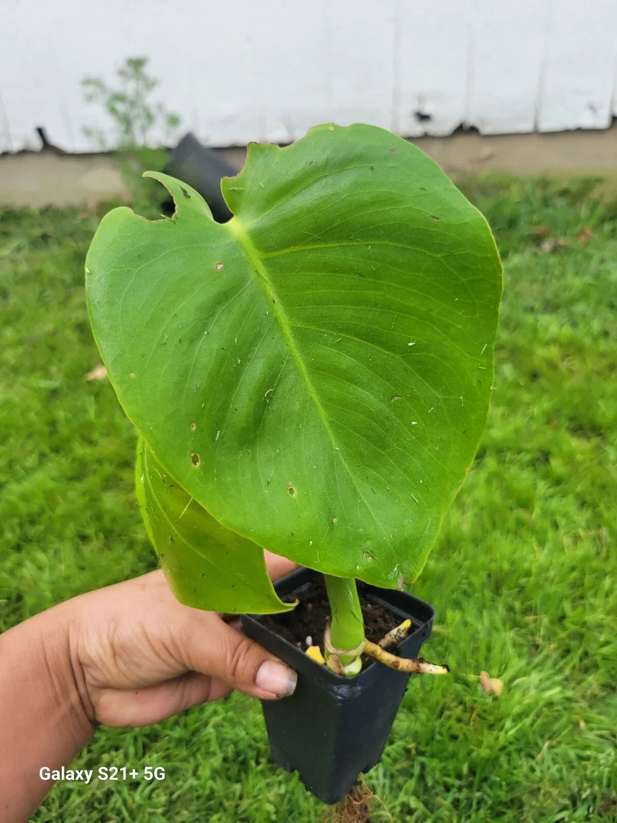 Monstera Deliciosa Plant - Small Indoor Houseplant - Tropical Foliage Decor - Split Leaf Philodendron - Easy Care Green Plant