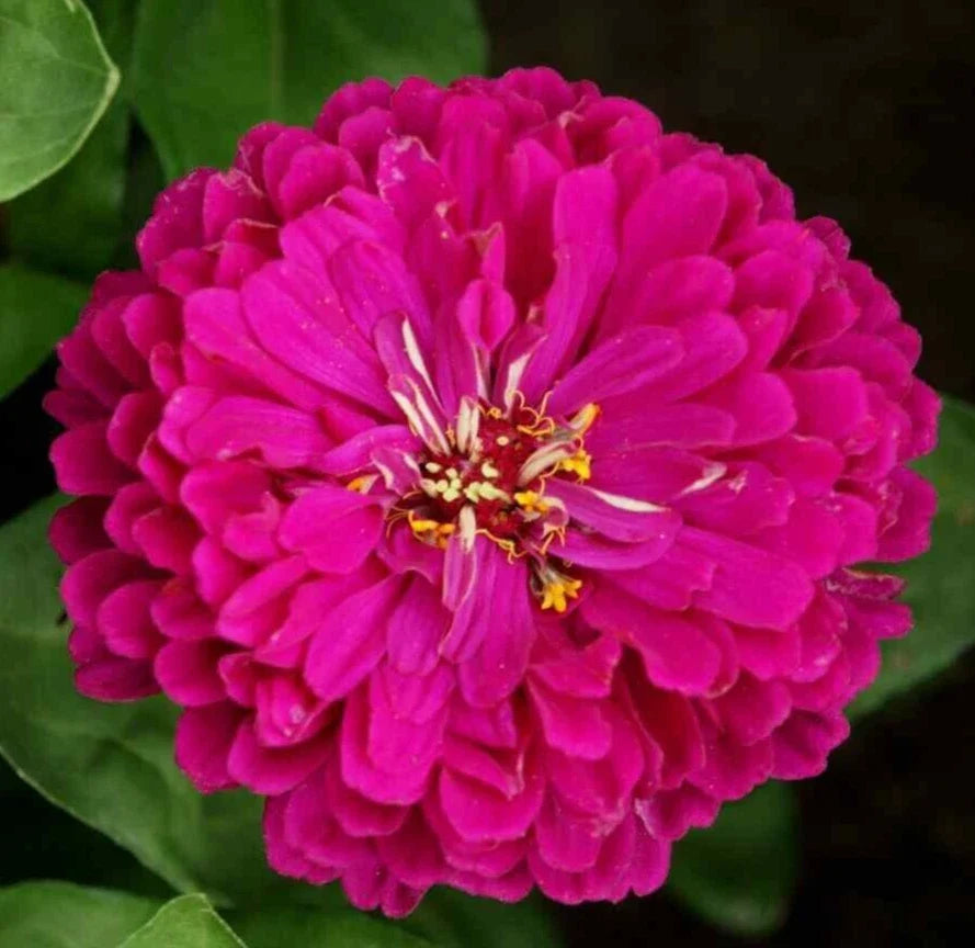 Purple Prince Zinnia Seeds - 200+ Annual Flower Seeds for Garden, Attracts Butterflies & Bees, Zinnia elegans, Vibrant Purple Blooms