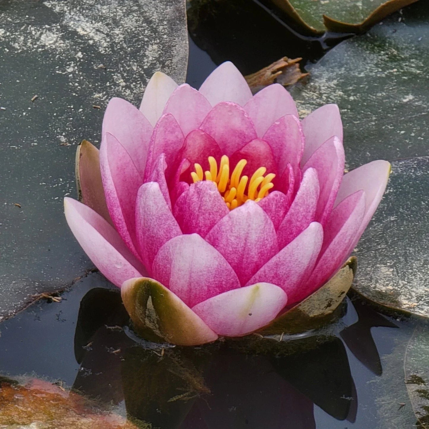 Pink Flowering Pond Lily Root Ball - Nymphaea spp. - Freshwater Aquatic Plant - USA Origin