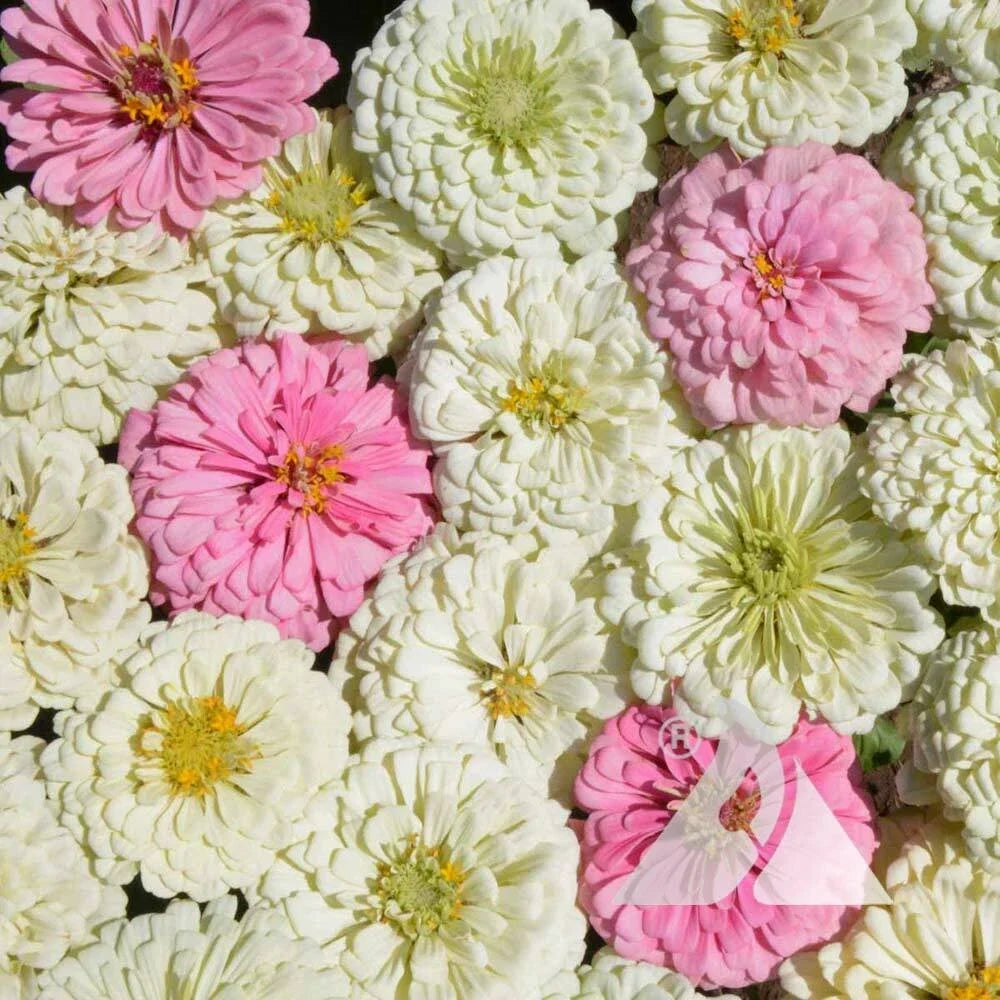 Zinnia Seeds Blushing Bride Mix Non-GMO Pollinator-Friendly Cut Flowers for Weddings - 200 Seeds
