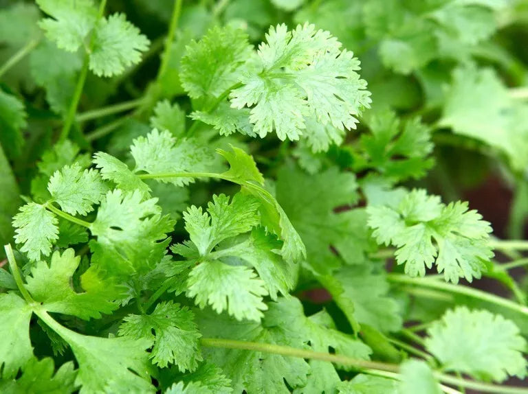 Organic Cilantro Seeds 100g - Culinary Herb Coriandrum sativum Coriander