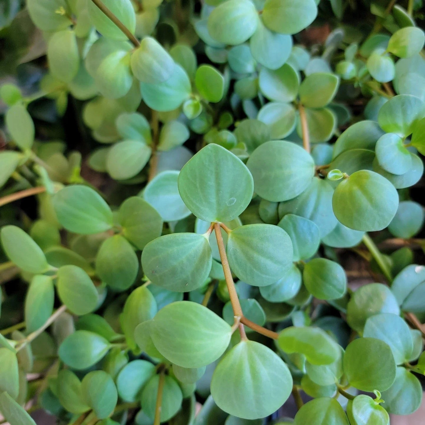 Peperomia Hope Live Plant in 3-Inch Pot | Small Indoor Houseplant | Easy Care Peperomia obtusifolia