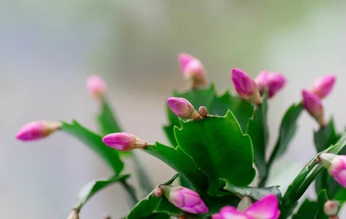 Starter Plants - 3 Living Schlumbergera truncate Pink Thanksgiving Cactus with Two-Year Roots