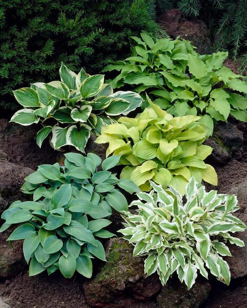 Mixed Hosta Plant Roots Set – Gardeners’ Choice, Variegated & Green Foliage, Hosta spp. Bare Root for Shade Gardens