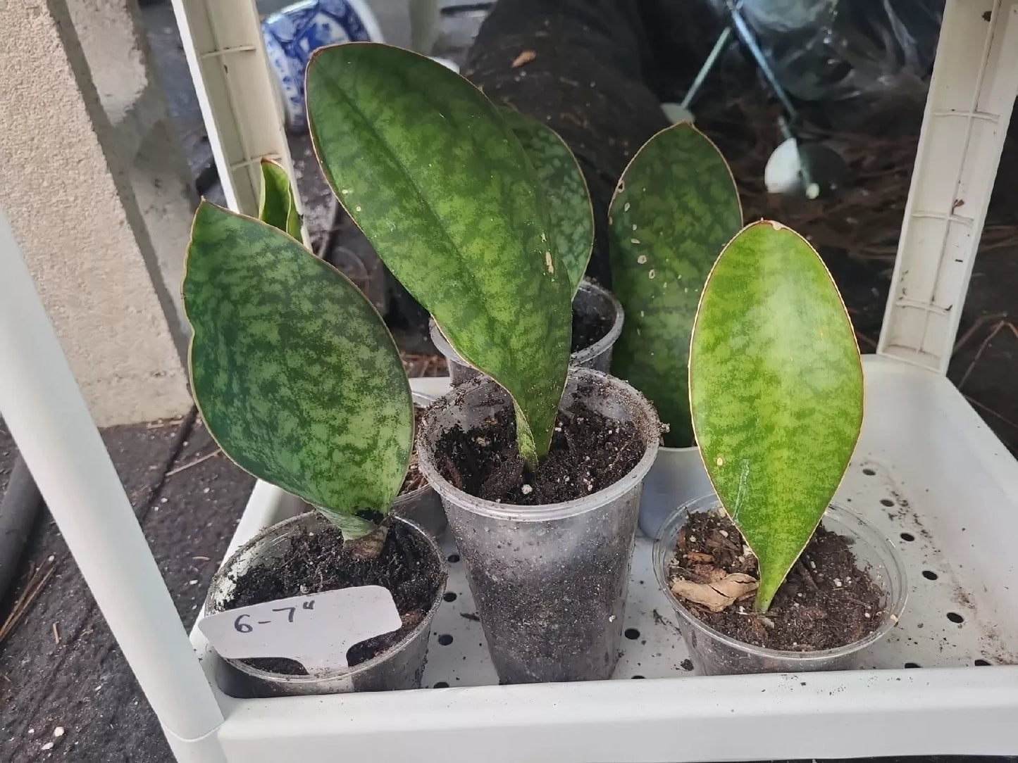 Whale Fin Snake Plant (Sansevieria Masoniana) 6-7" in 3.5" Pot - Low Maintenance Indoor Air Purifier