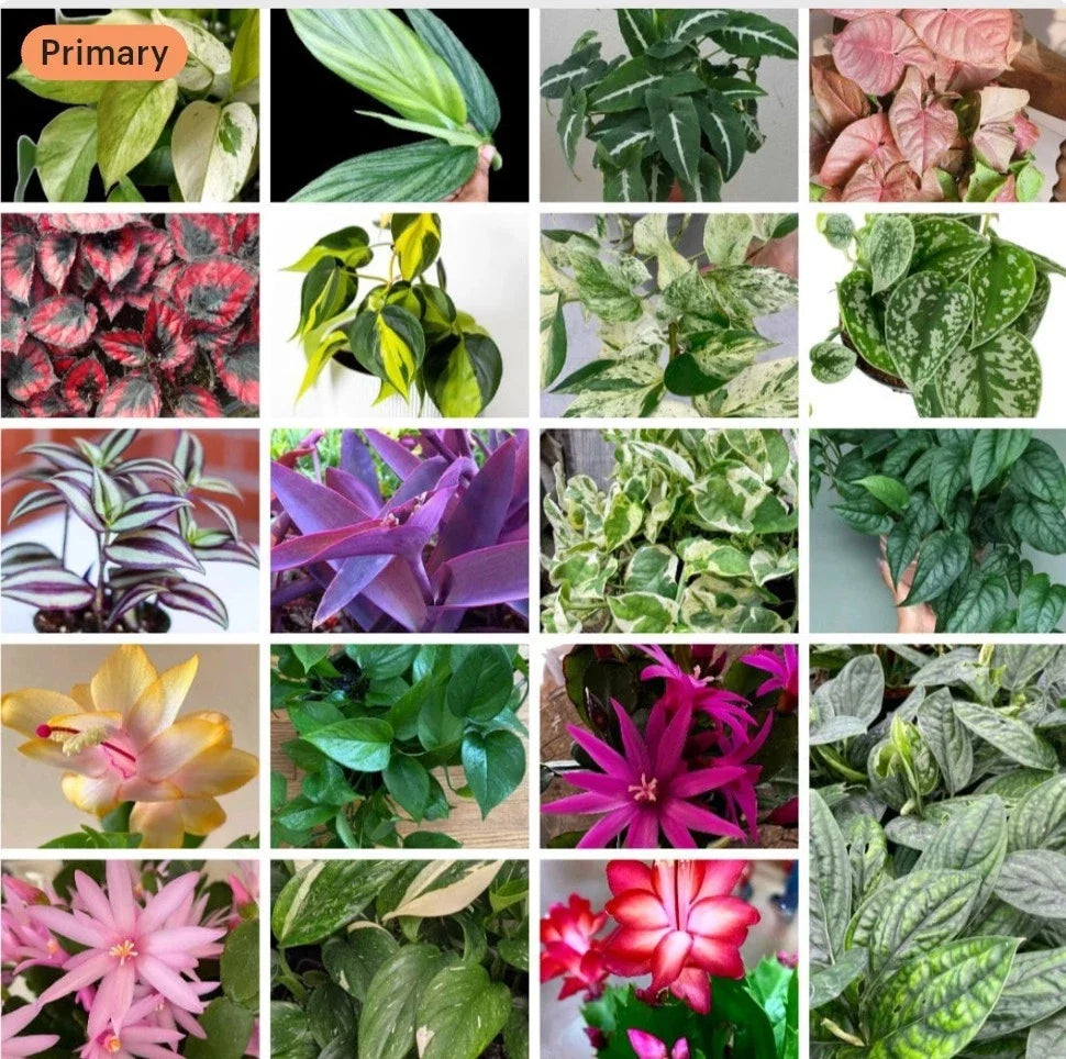 20+ Plant Cuttings Mix Surprise Box | 10 Varieties for Propagation & Gardening | Indoor Plants & Succulents