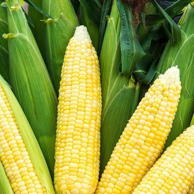 Bodacious Sweet Corn Seeds F1 SE Hybrid, Zea mays, Non-GMO, Home Garden, Easy to Grow, Golden Yellow Ears, Seed Packet