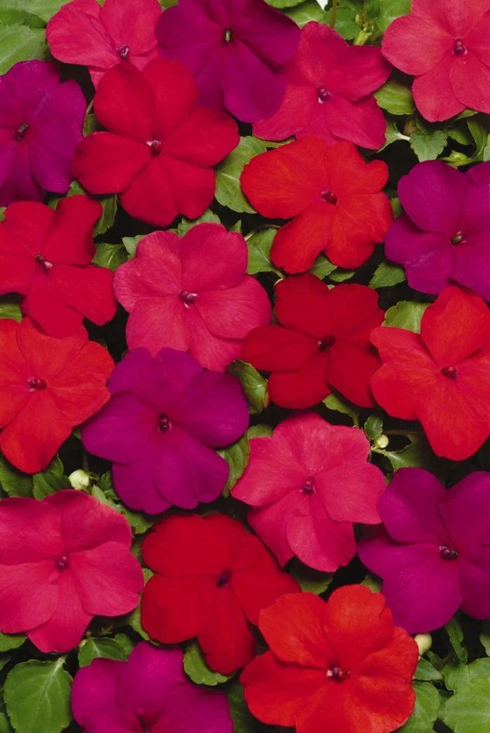 Busy Lizzy Seeds 100 Count Impatiens walleriana Super Elfin XP Hot Mix Garden Flower Seeds