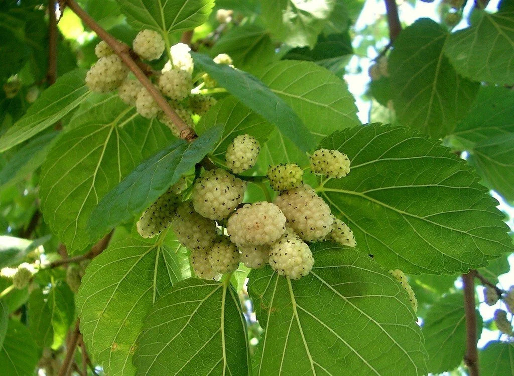 White Mulberry Tree Seeds - Non-GMO Morus Alba, 25-400 Count, Sweet Edible Fruit