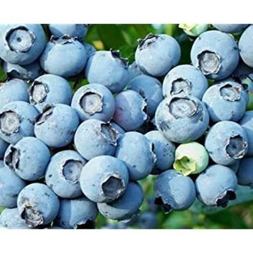 Lowbush Blueberry Seeds - 250+ Vaccinium angustifolium for Garden, Container, or Landscape Planting