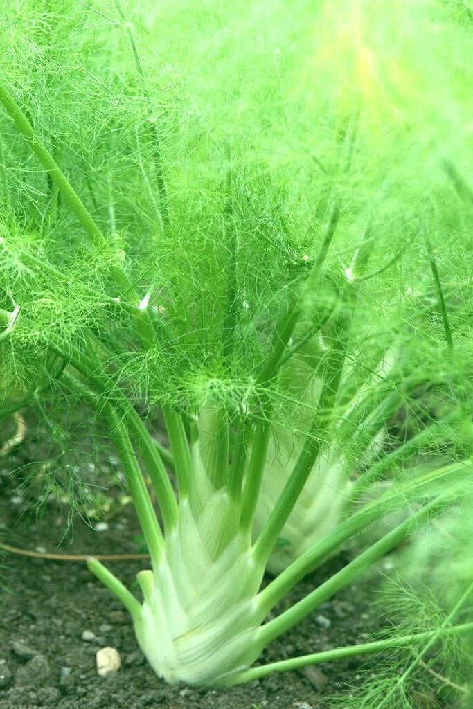 Florence Fennel Seeds 100+ Pack - Organic Foeniculum vulgare for Full Sun Gardens