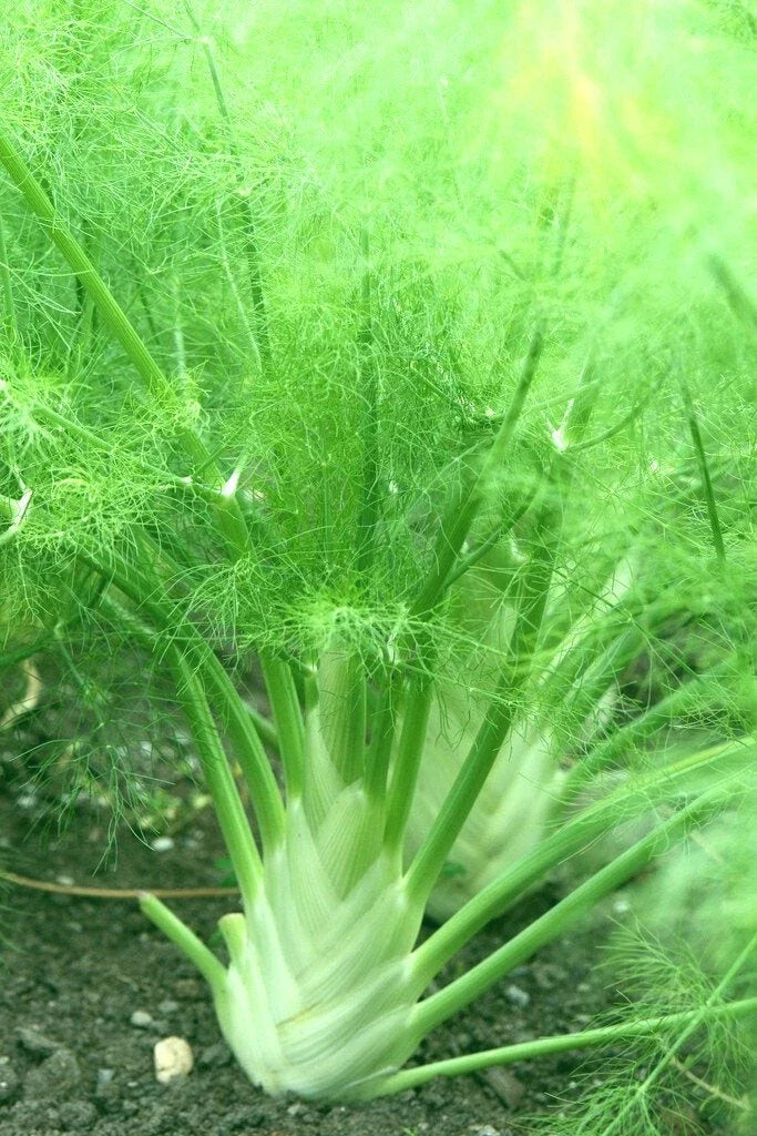 Florence Fennel Seeds 100+ Pack Organic Foeniculum vulgare Herb Garden Full Sun Biennial/Perennial