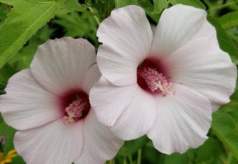 Halberd-leaf Rose Mallow Seeds - 10++ Heirloom Hibiscus laevis Perennial Seeds for Garden, Pollinator Attractant, USA Grown
