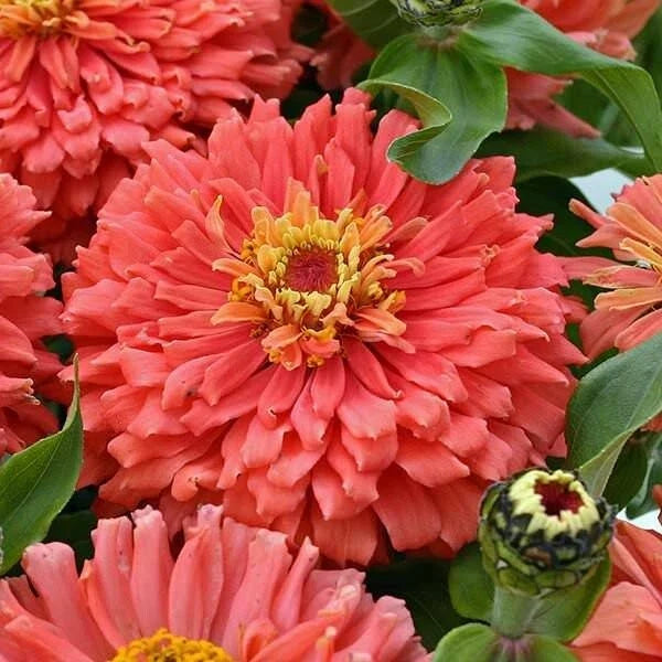 Senora Zinnia Seeds Pack - Colorful Zinnia elegans Garden Flowers - Over 100 Seeds for Bright, Pollinator-Attracting Blooms