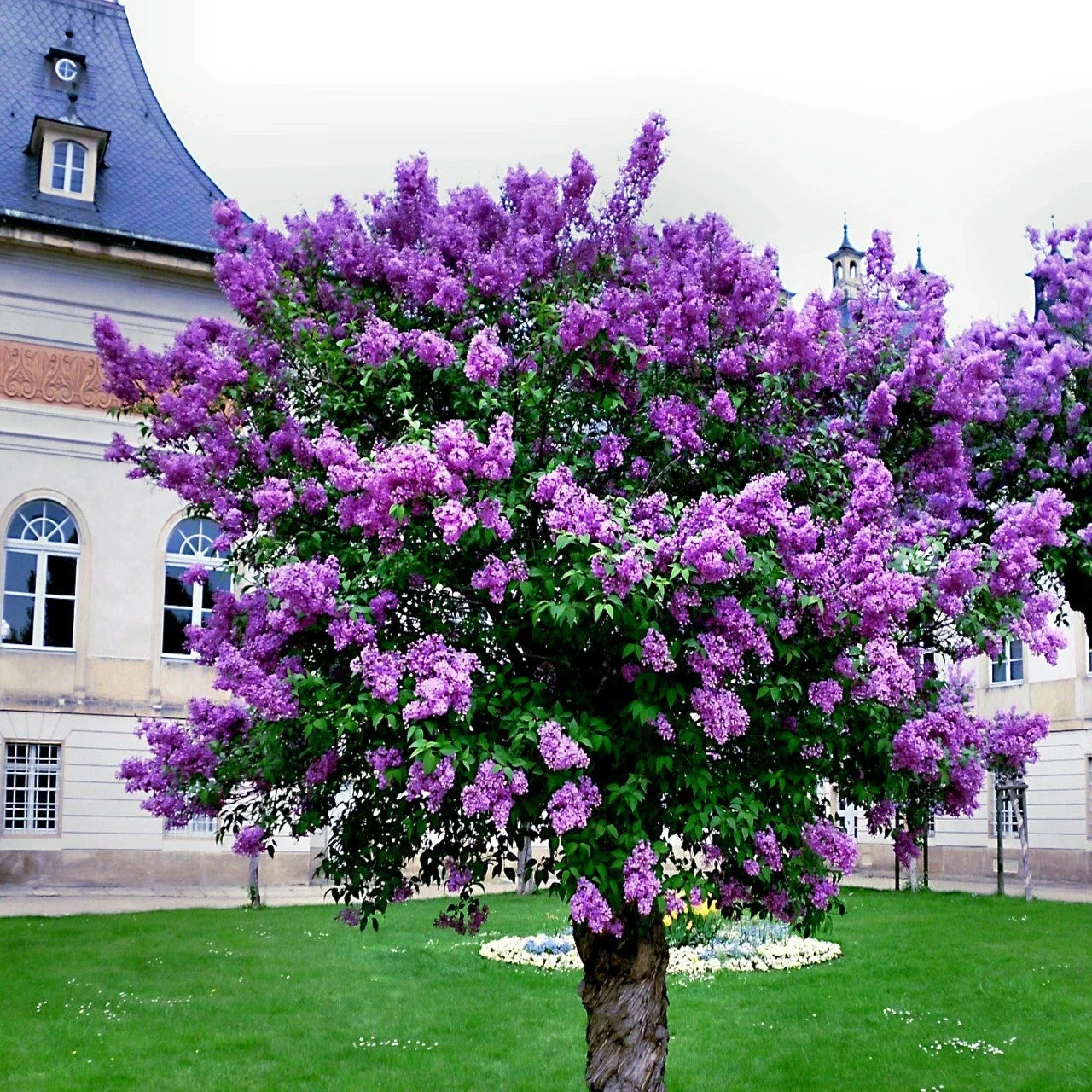 Common Lilac Tree Seeds - 20 Purple Fragrant Flowers - Syringa vulgaris - Hardy Perennial for Garden Borders & Hedges