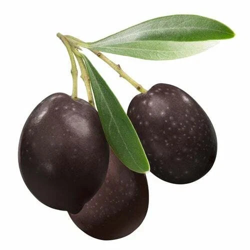 Olive Tree Seeds 25 Pack | Olea europaea | Mediterranean Gardening, Drought-Resistant, Evergreen Seed