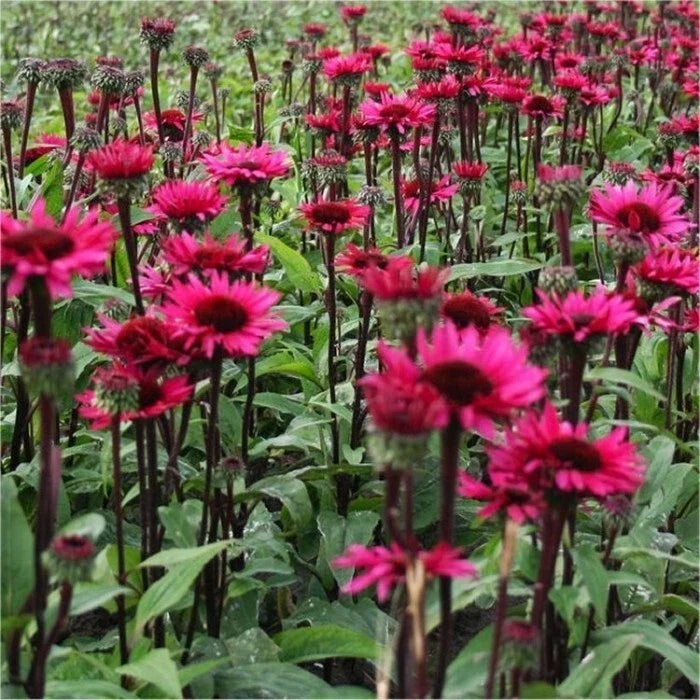 50 Coneflower Seeds - Fatal Attraction Echinacea purpurea Perennial Flowers - Non-GMO USA Grown