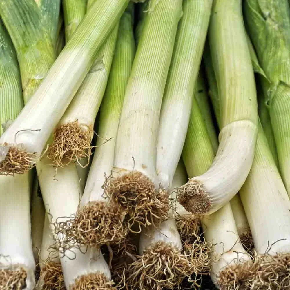 Leek Seeds 250+ American Flag Allium | Culinary Garden Seeds