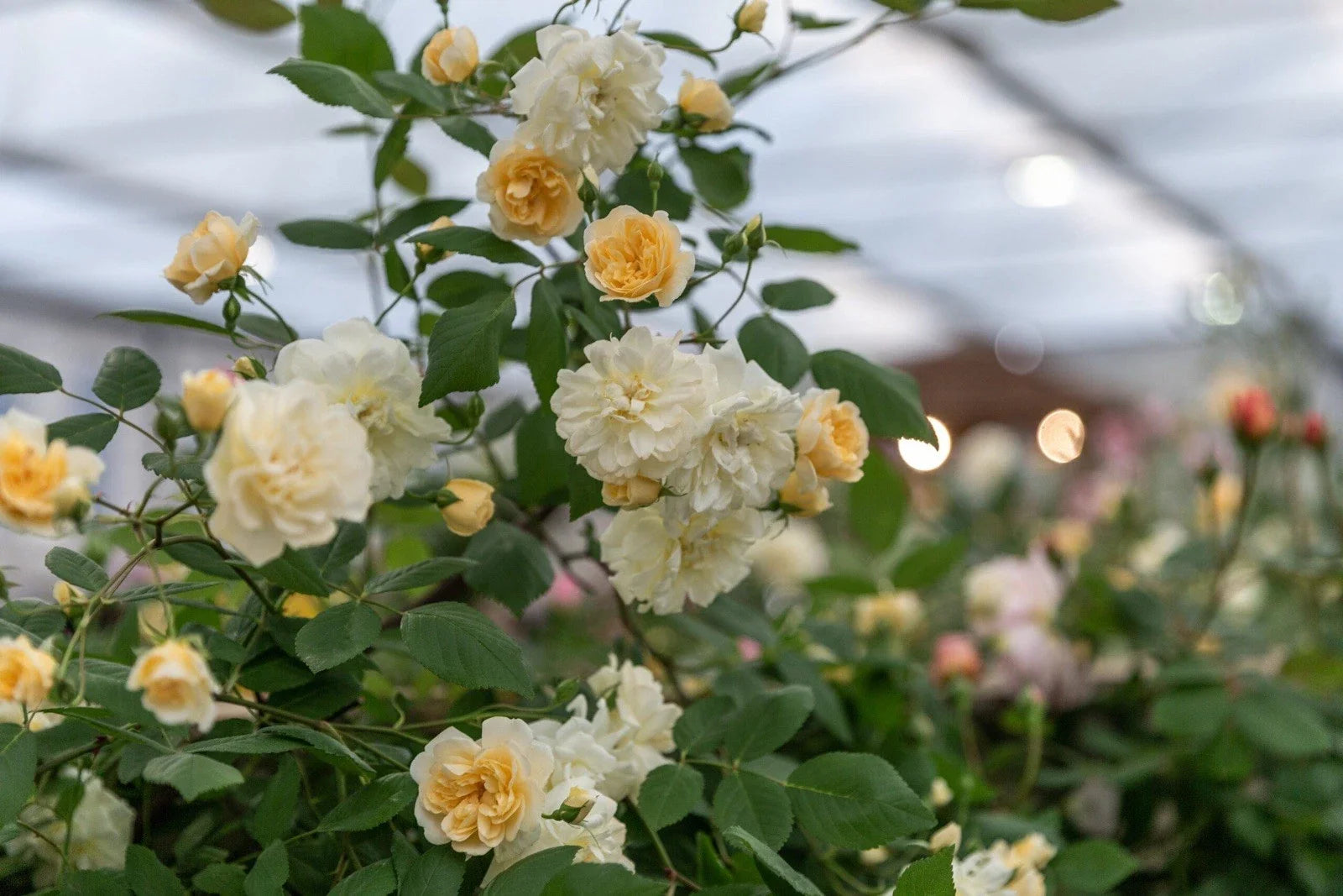 Fragrant English Rambling Rose Cuttings - Auscanary Variety, Climbing Rose, Unrooted, Rosa 'Auscanary'