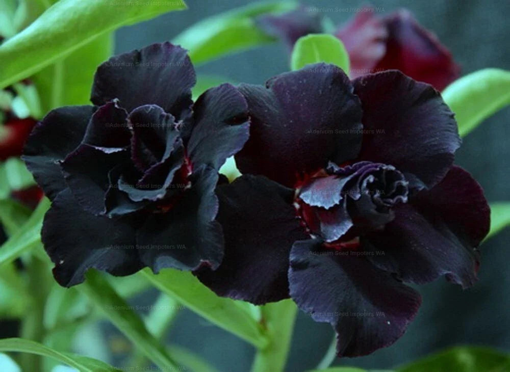 Desert Rose Seedling - Black War Adenium Obesum Small Rooted Plant, Succulent, Drought Tolerant, Indoor/Outdoor