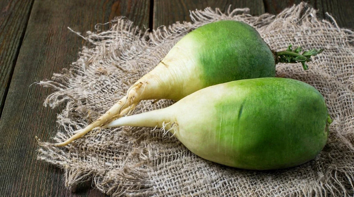 Chinese Green Luobo Radish Seeds - Pack of 500+ Raphanus sativus for Home Garden, Container, Raised Bed, Fast-Germinating, Non-GMO