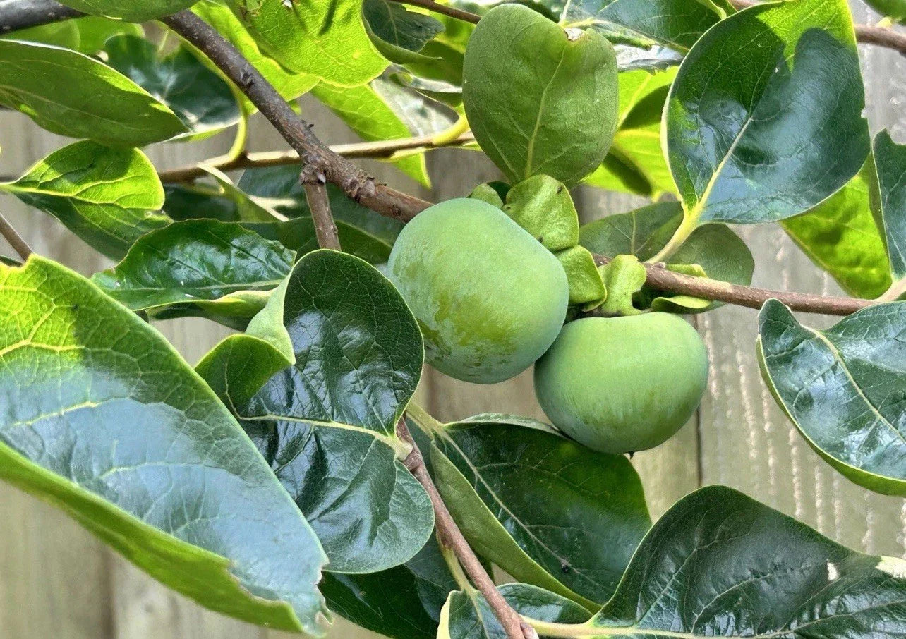 Japanese Fuyu Persimmon Tree Scions - 6-8 Inch Grafting Cuttings - Diospyros kaki Fruit Tree for Rooting & Propagation
