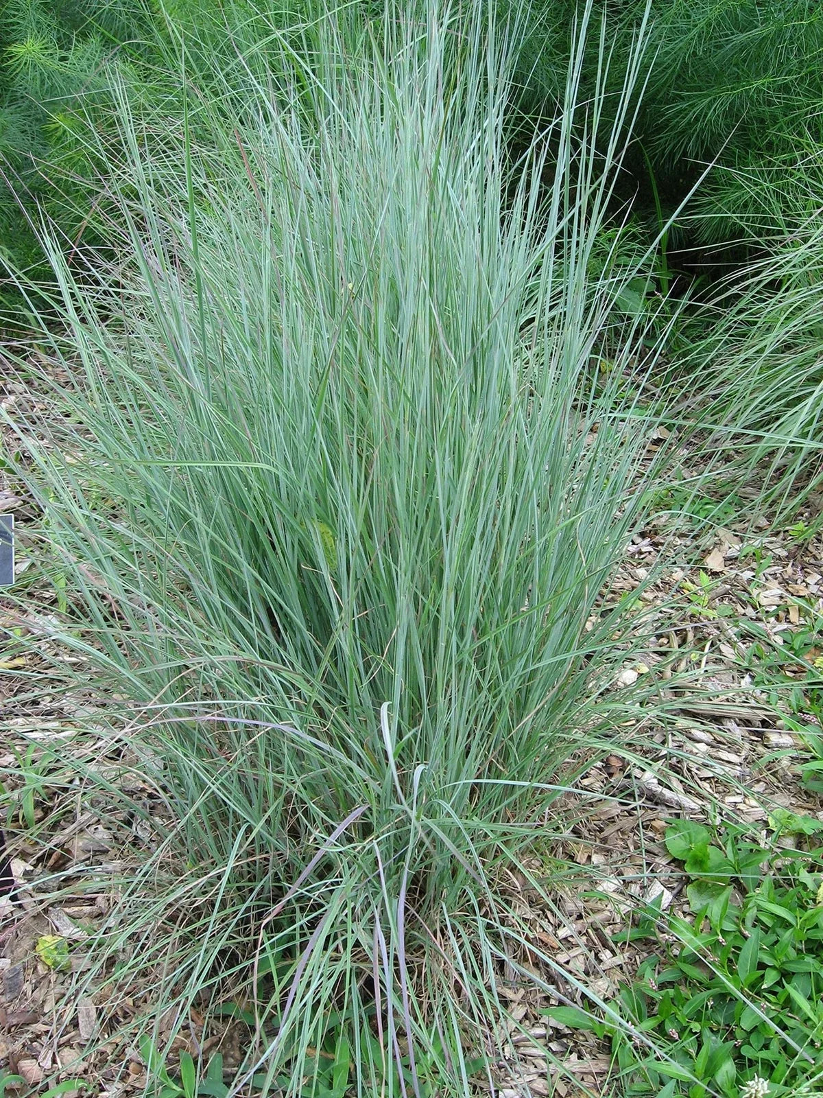 Little Bluestem Seeds - 500+ Native Grass for Prairie Restoration, Drought-Tolerant Bunch Grass (Schizachyrium scoparium)