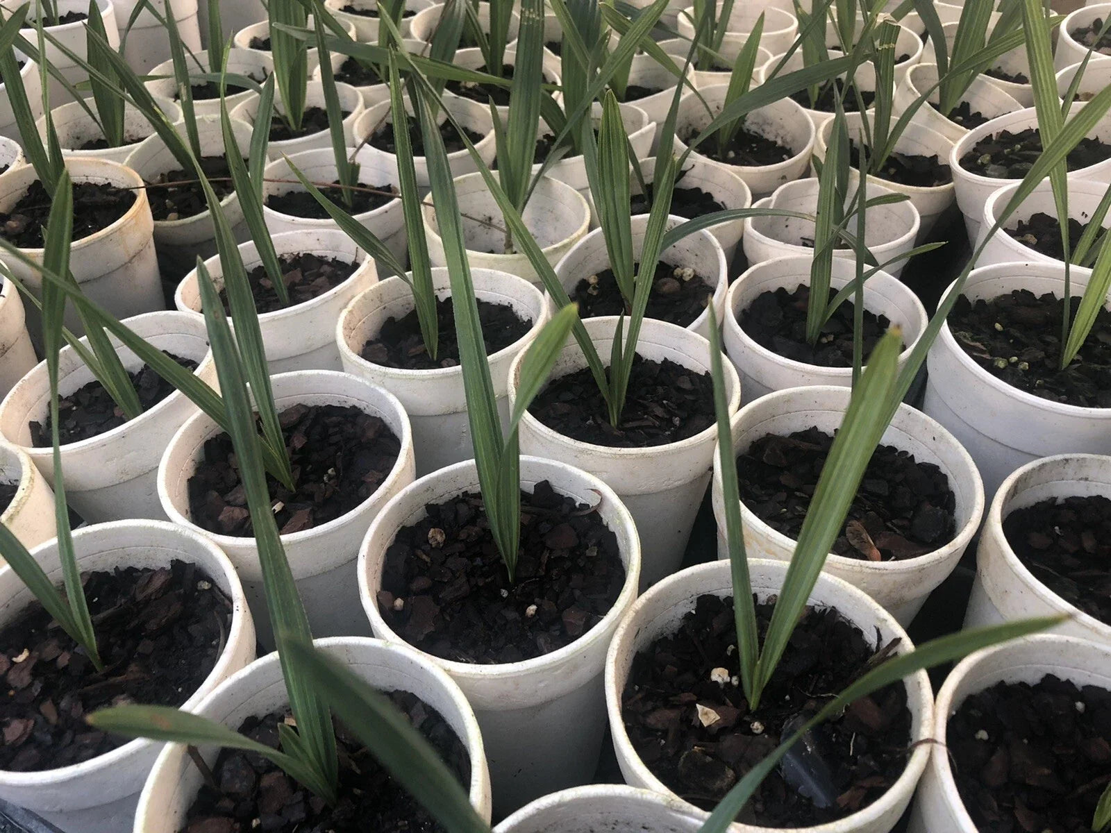 Sabal Minor Dwarf Palmetto Plants - 5" to 7" Indoor/Outdoor Hardy Palms, Tropical Fan-Shaped Leaves