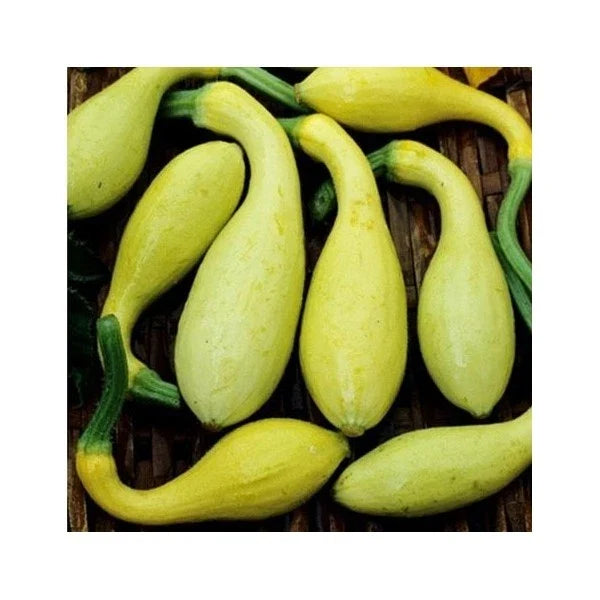 Early Summer Crookneck Squash Seeds - Non-GMO Cucurbita pepo for Home Gardening, Bountiful Harvest