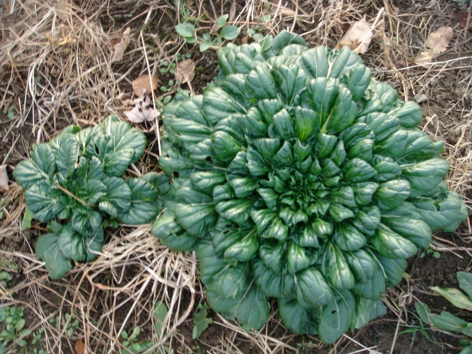 Tah Tsai Cabbage Seeds - Brassica rapa var. narinosa, Easy to Grow, Vitamin-Rich, Compact Annual for Soup & Stir-Fry