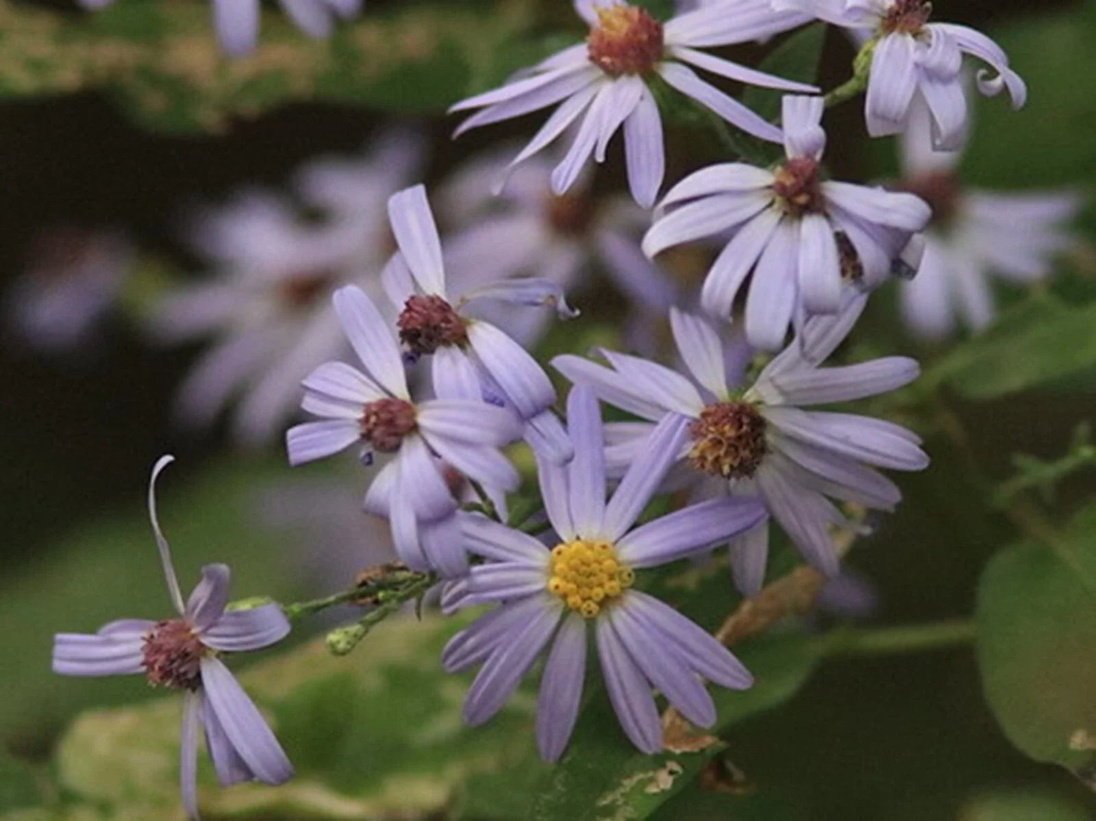 Sky Blue Aster Seeds - 50+ Wildflower Seeds - Symphyotrichum oolentangiense - Native Perennial for Borders & Pollinators