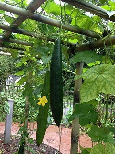 Loofah Gourd Seeds - 20 Pack, Luffa aegyptiaca, Climbing Vine for Sponges & Vegetables, Easy to Grow