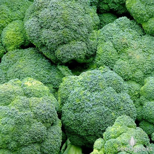 Broccoli Seeds Waltham 29 Non-GMO 300+ Count - USA Seller
