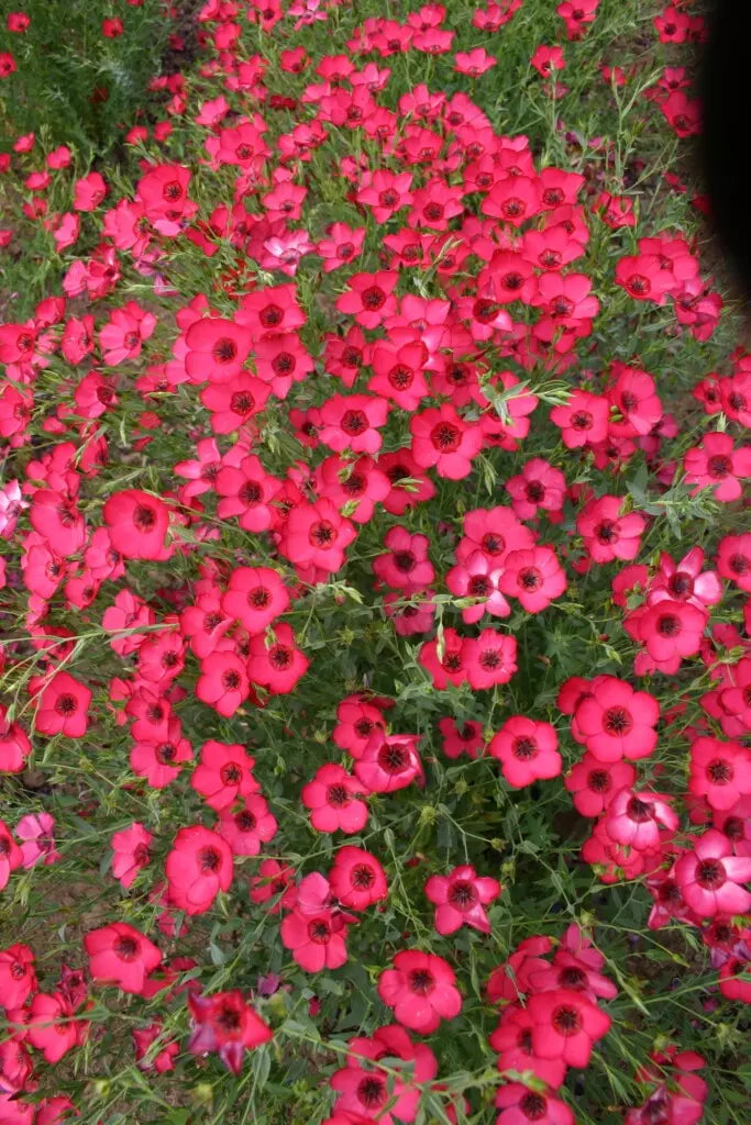 Scarlet Flax Seeds - 200+ Organic Linum grandiflorum Heirloom Seeds for Easy Gardening, Non-GMO, Vibrant Red Flowers
