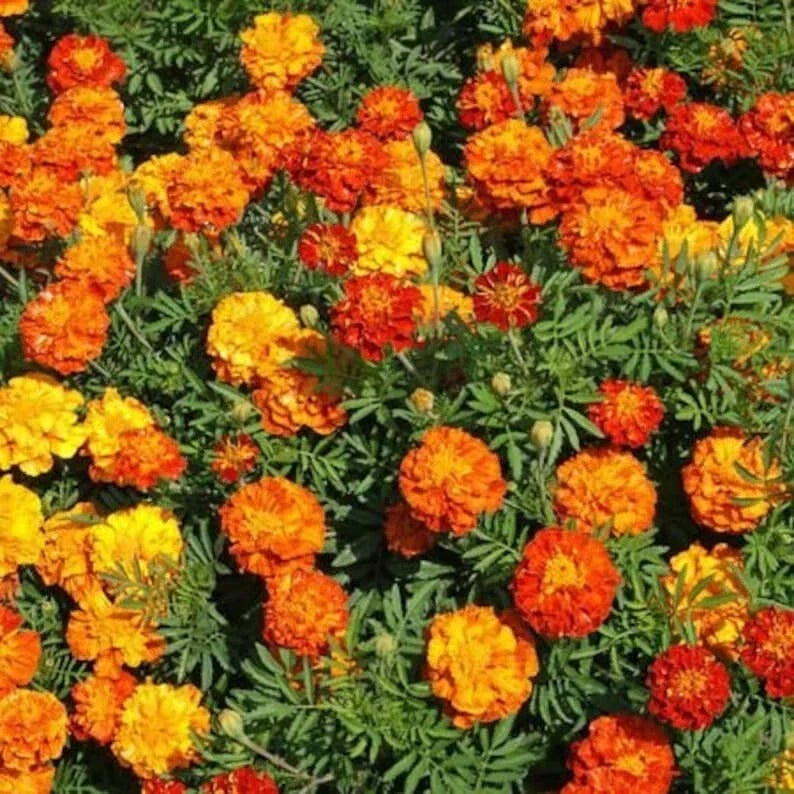 Sparky Mix Marigold Seeds - Organic Tagetes erecta - Vibrant Flower Seeds for Gardens, Attract Pollinators, 200 Seeds