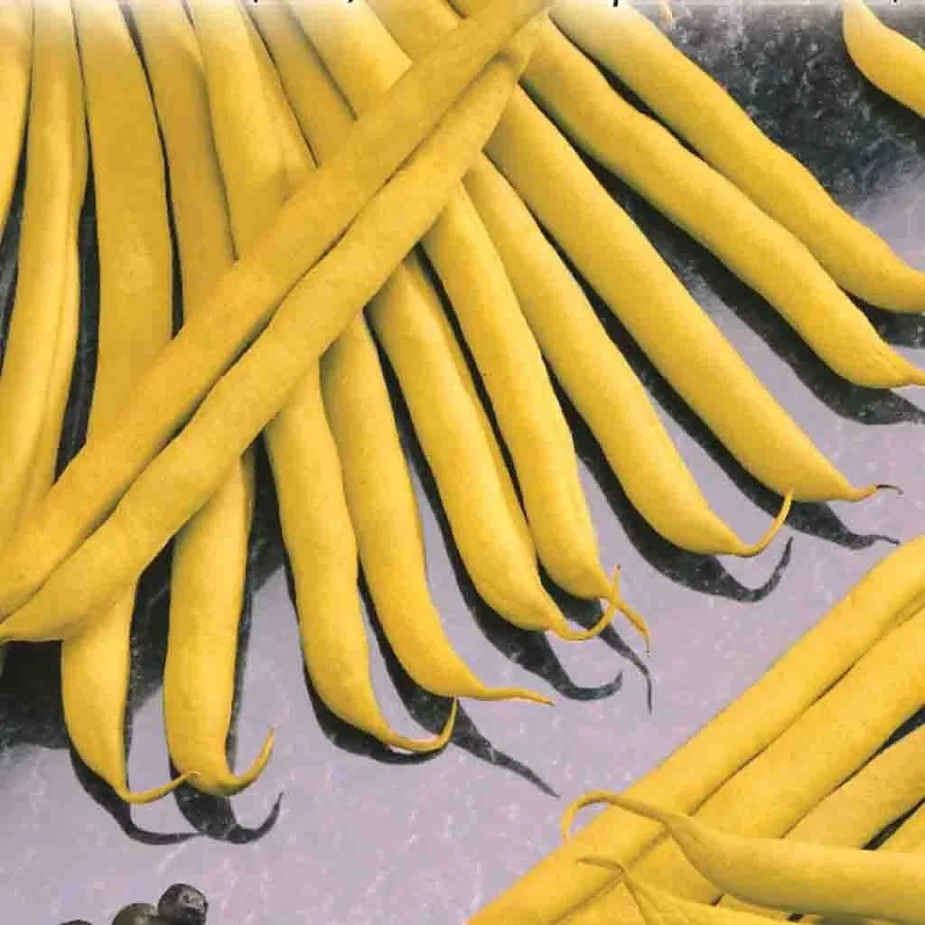 Golden Wax Bush Bean Seeds - Non-GMO Heirloom Stringless Variety