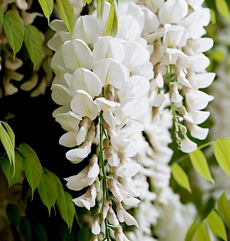 White Wisteria Seeds - Rare Hardy Climbing Flower Vine - Wisteria floribunda Alba