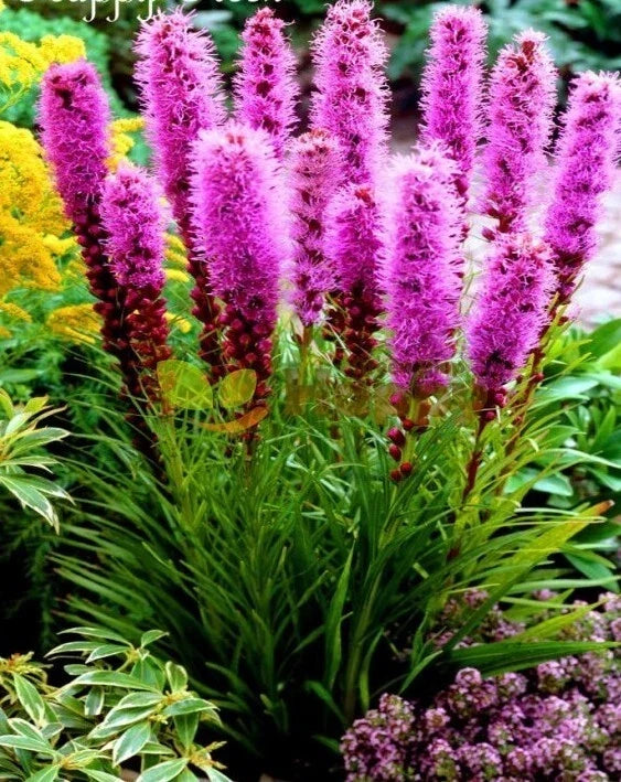 Prairie Blazing Star Seeds - 100+ Liatris pycnostachya Wildflower Seeds for Native Gardens & Pollinator Attracting