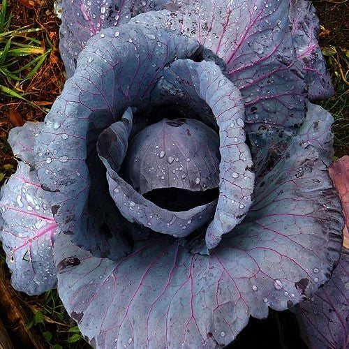 Red Acre Cabbage Seeds - Heirloom Purple Variety, Brassica oleracea, Compact Heads, 300-4000 Seeds for Home Garden, Early Maturing